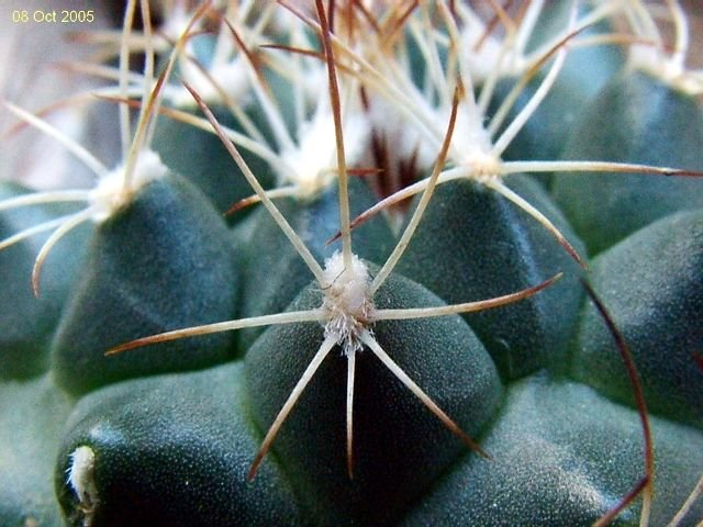 Turbinicarpus_ laui_ 02